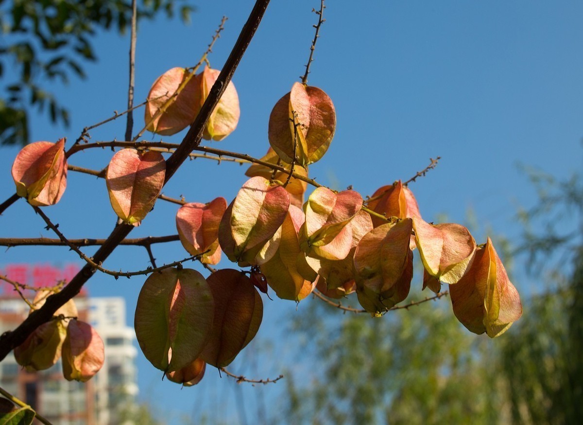 永诺50  1.4      秋    色