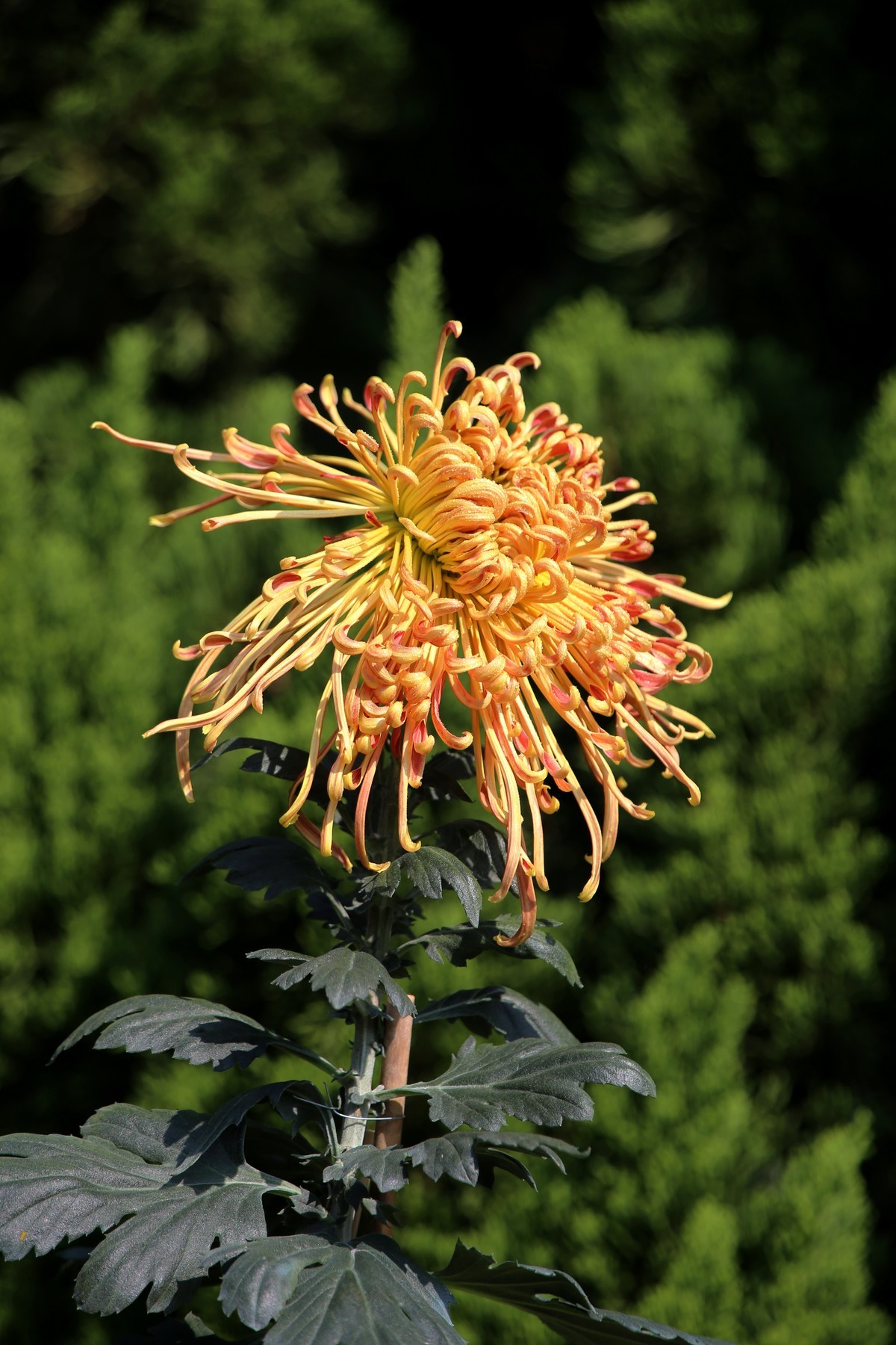 发几幅近期腾龙28-300照，供影友们切磋