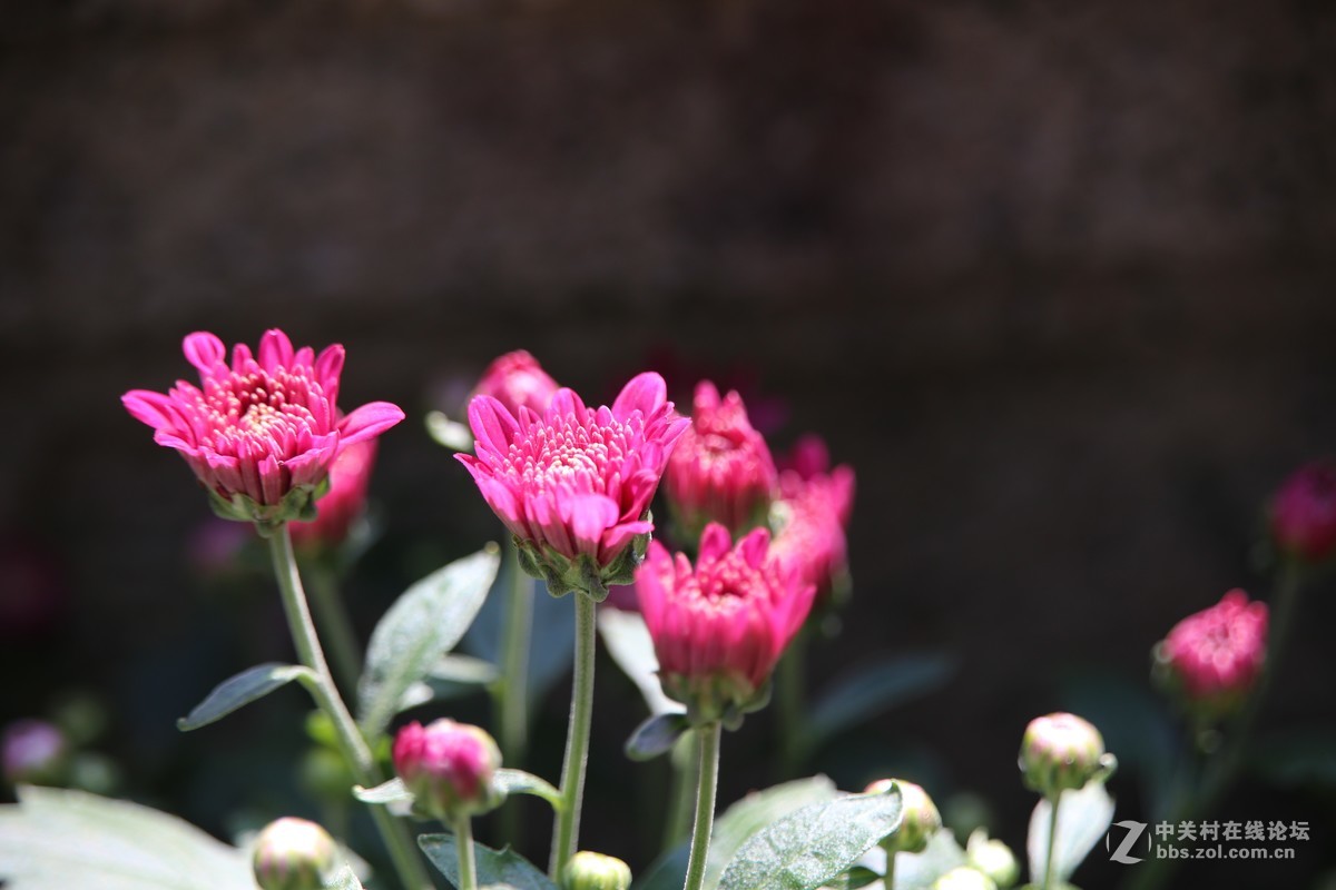 发几幅近期腾龙28-300照，供影友们切磋