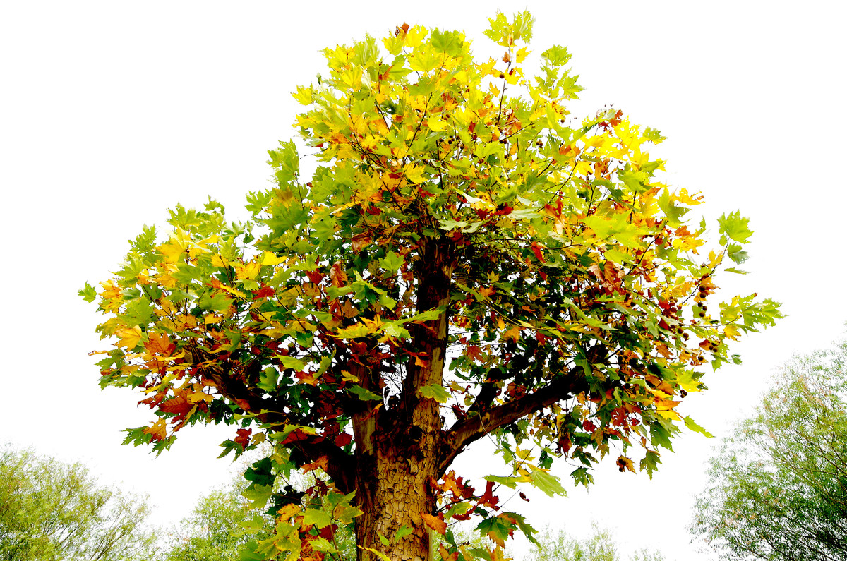 K50+刚刚入手的威慑14MM2.8手动