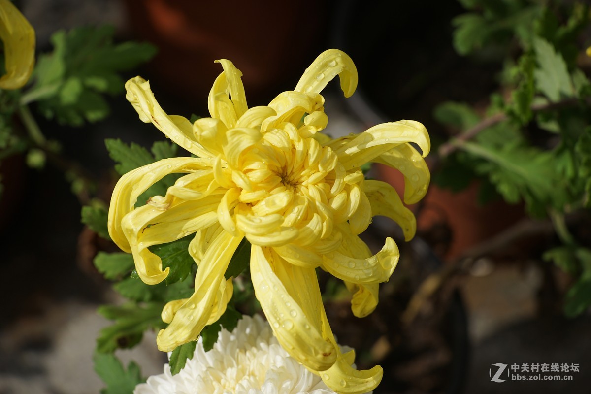 中秋小小白赏菊