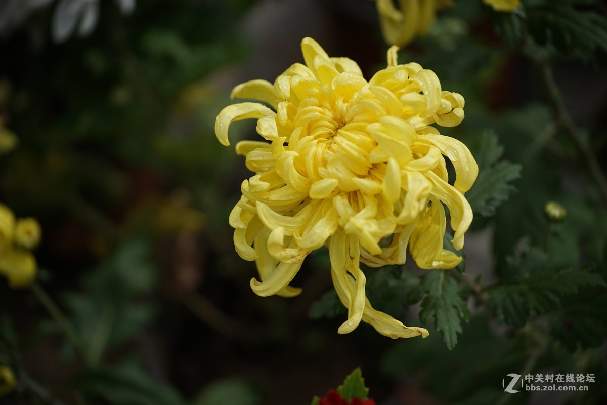 中秋小小白赏菊