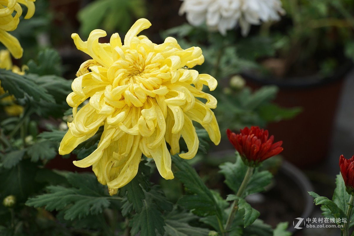 中秋小小白赏菊