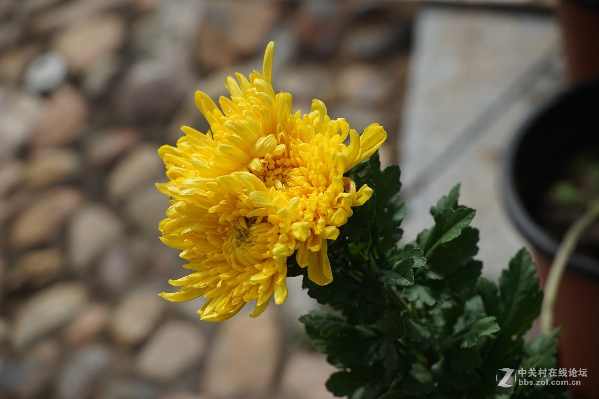 中秋小小白赏菊