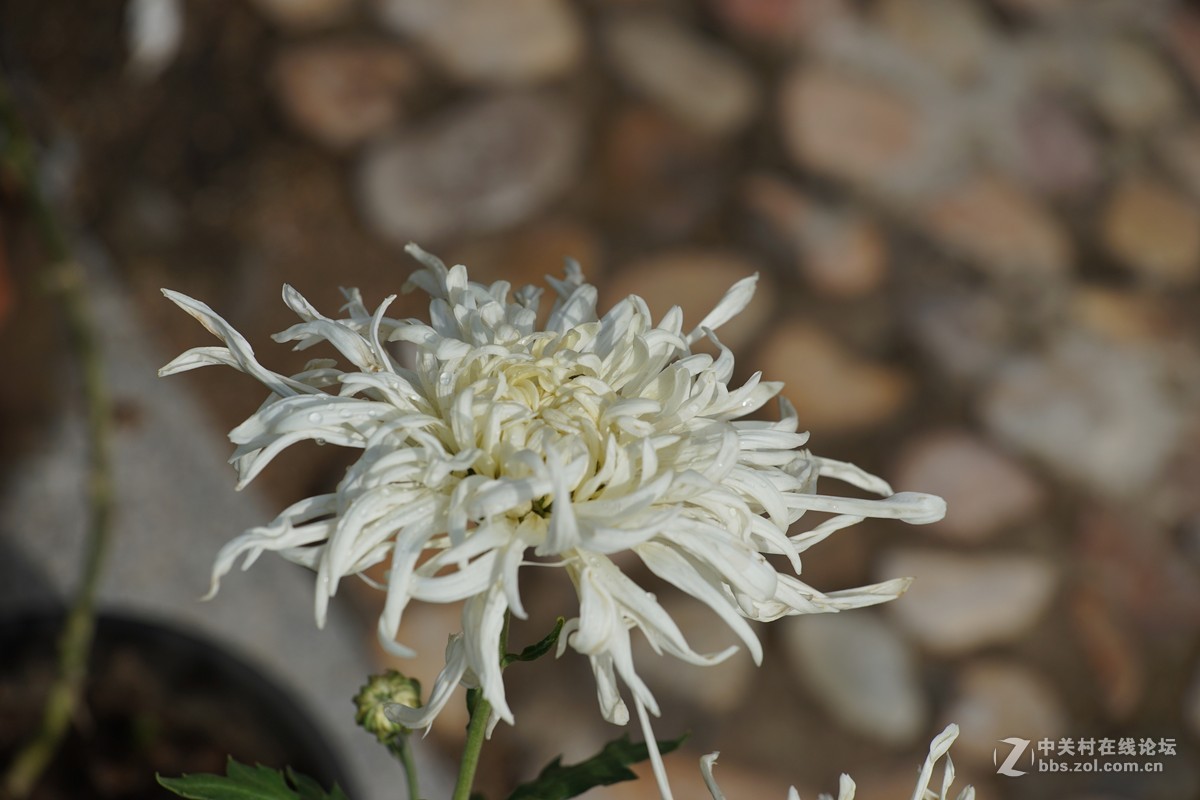 中秋小小白赏菊