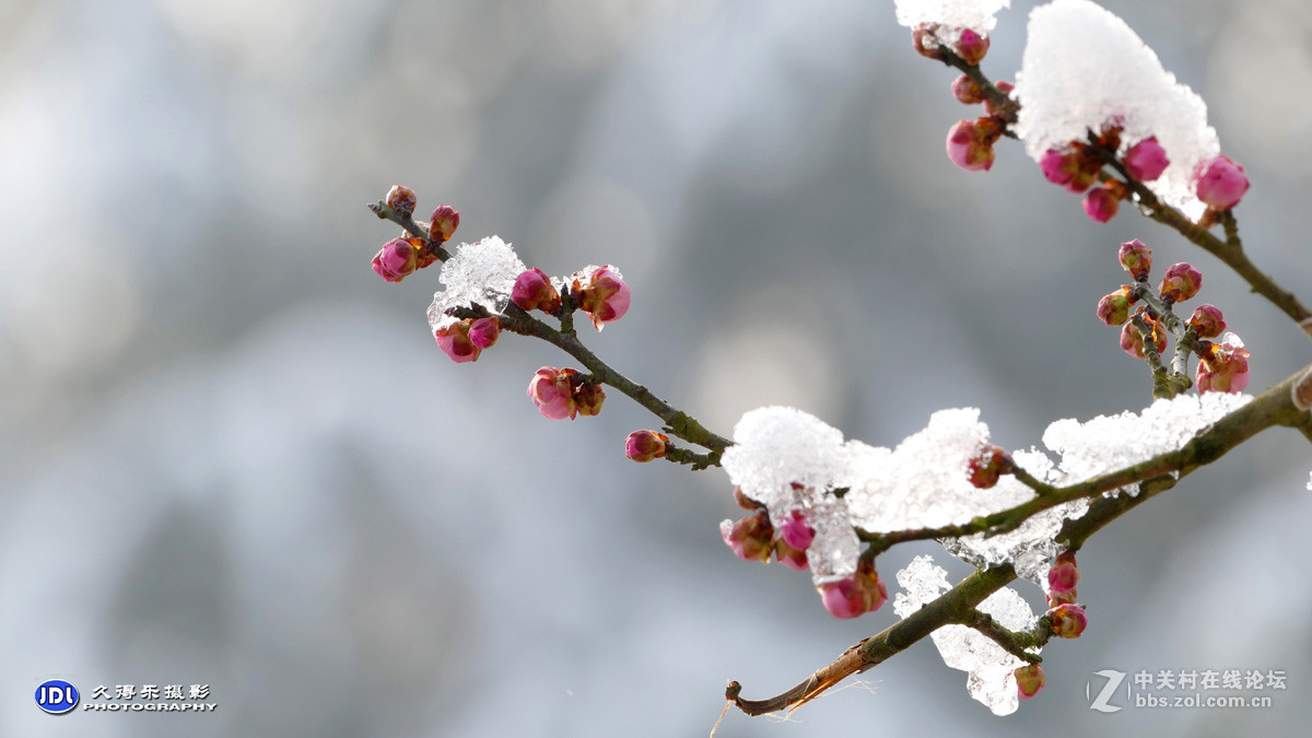 寒梅傲雪