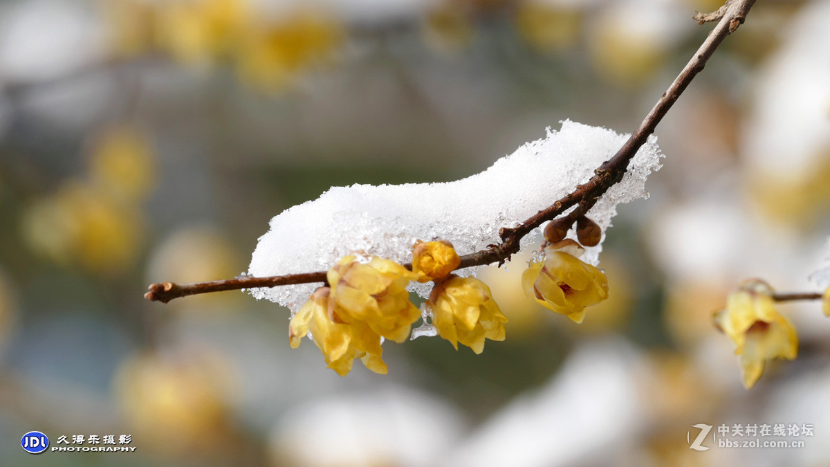 寒梅傲雪