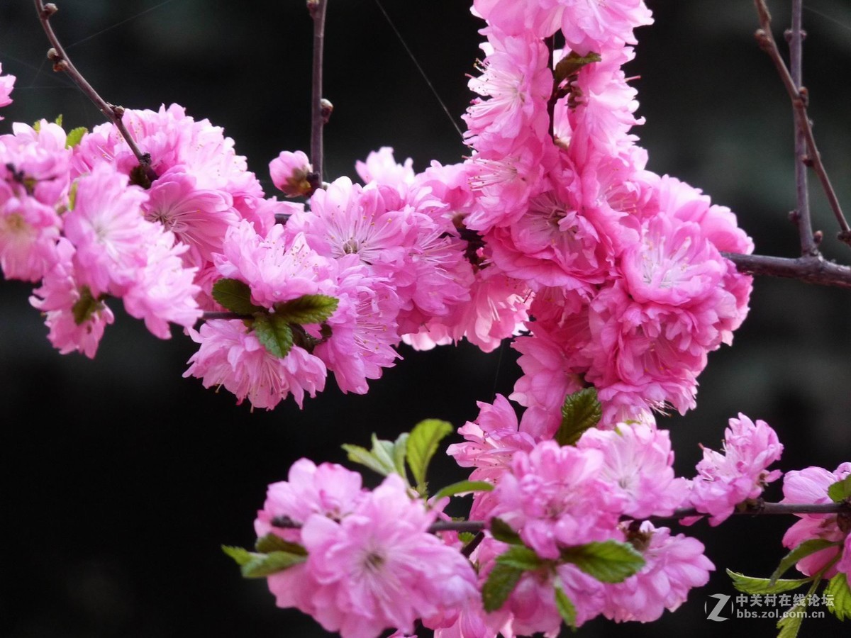 贺新年向好友们献花祝福