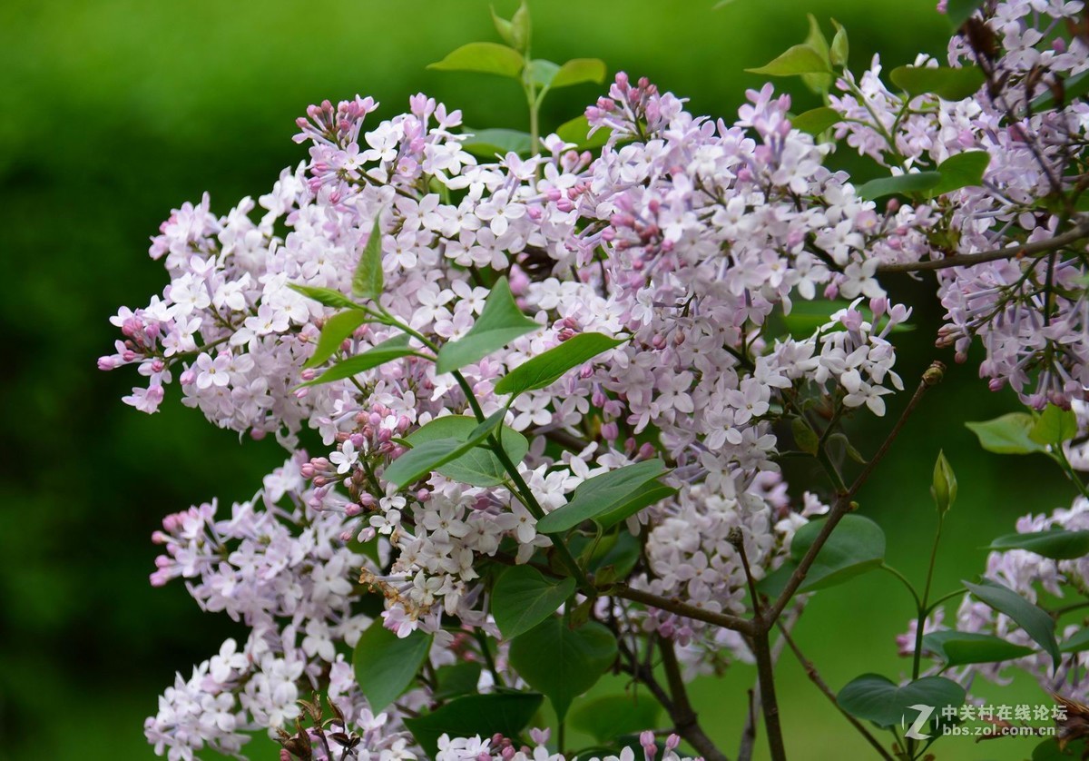 贺新年向好友们献花祝福