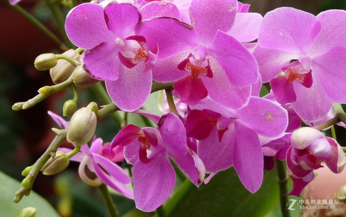 贺新年向好友们献花祝福