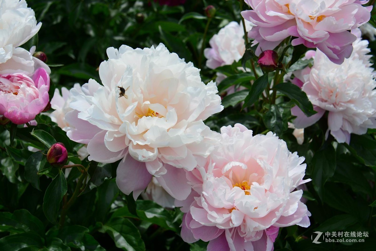 贺新年向好友们献花祝福