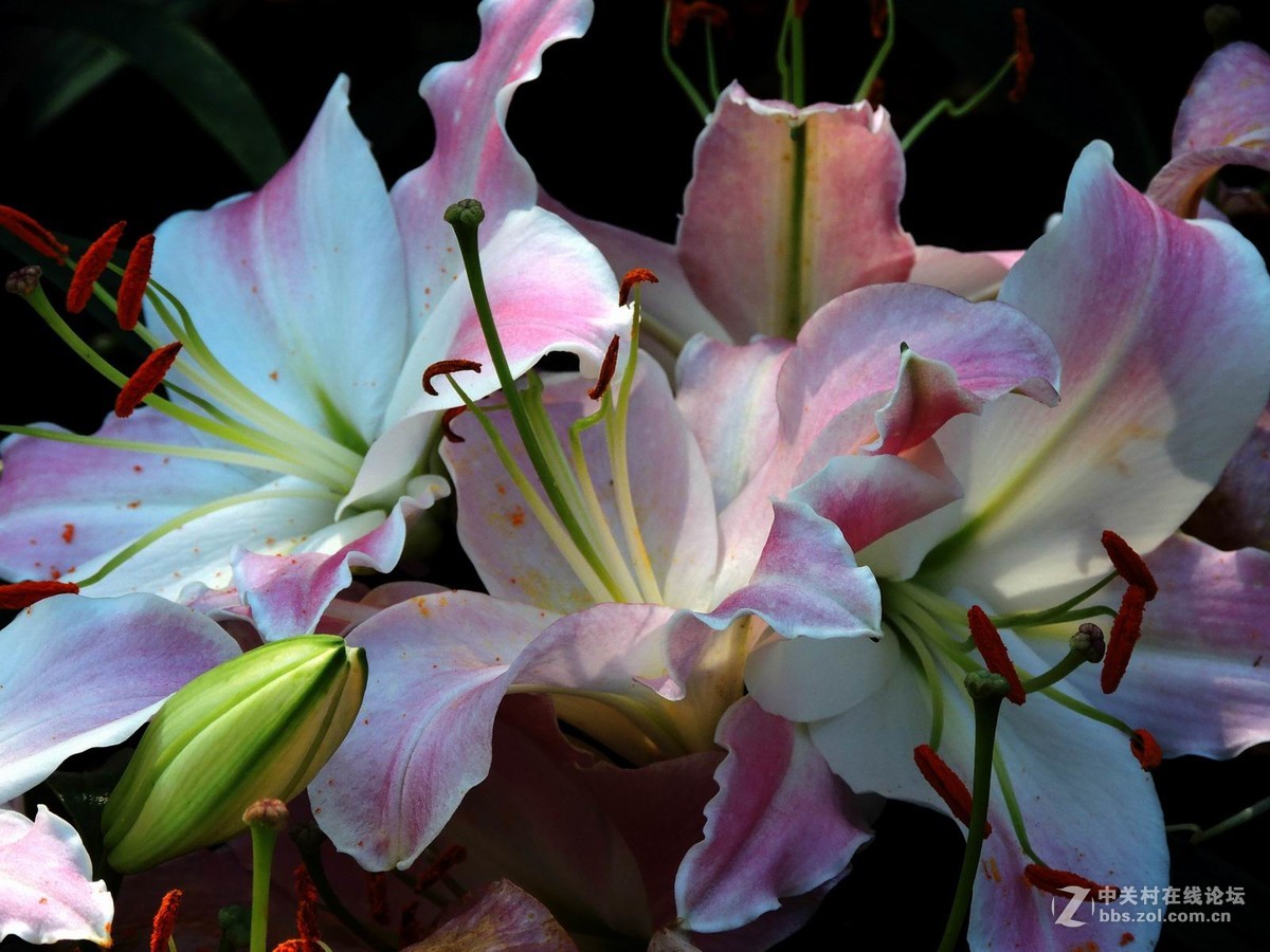 贺新年向好友们献花祝福