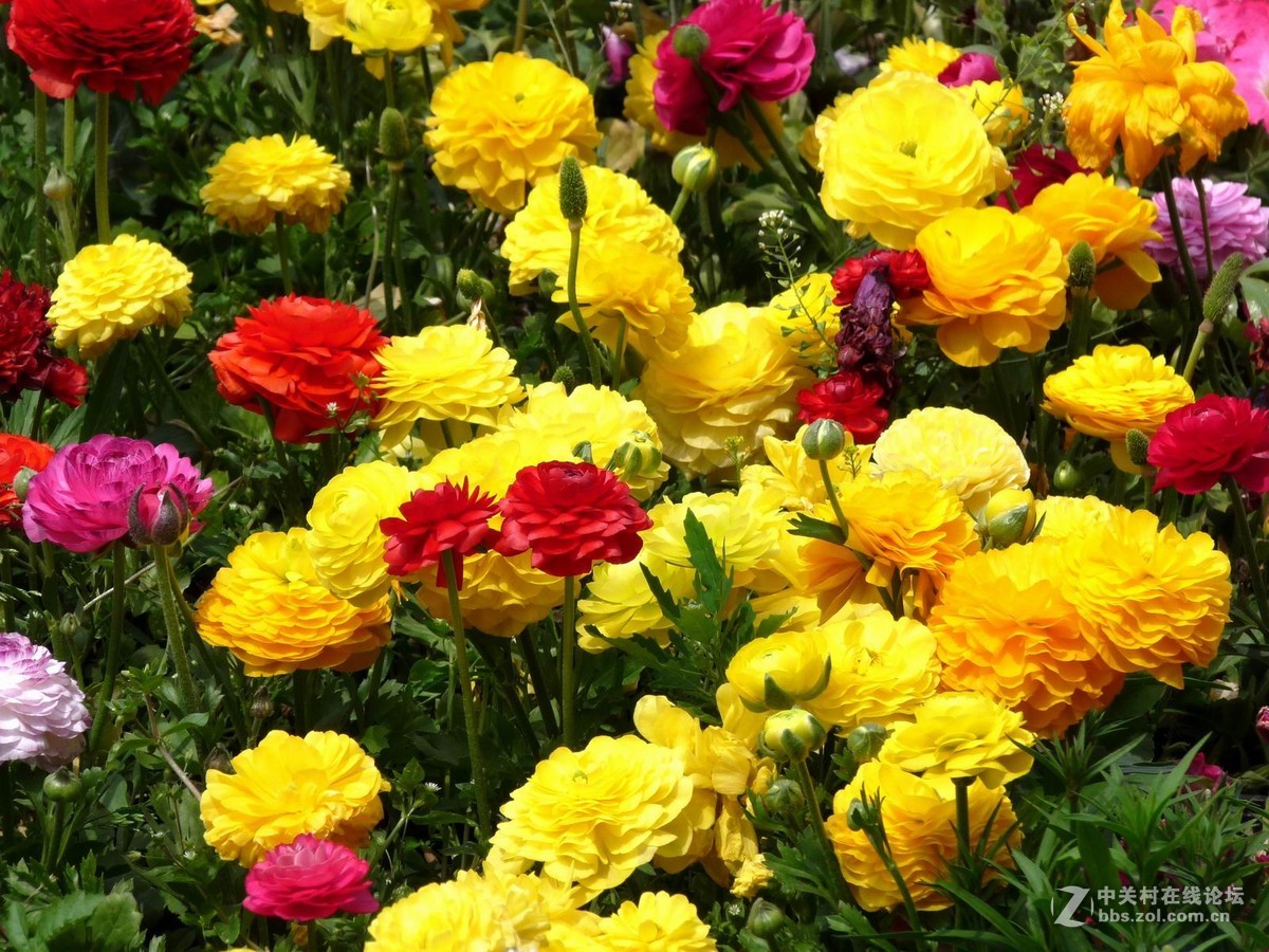 贺新年向好友们献花祝福