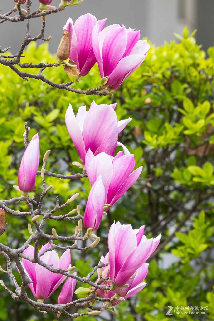 春风中的紫玉兰花