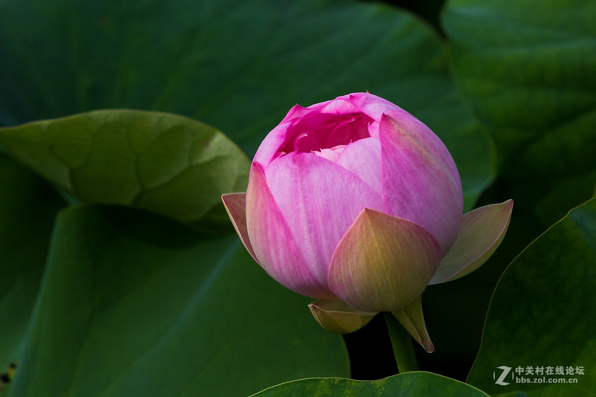 #佳能月赛-人与自然#--含苞待放