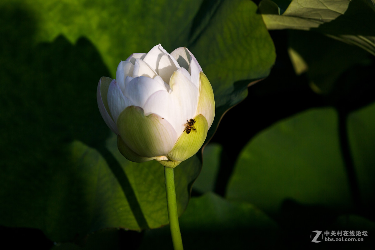 #佳能月赛-人与自然#--含苞待放