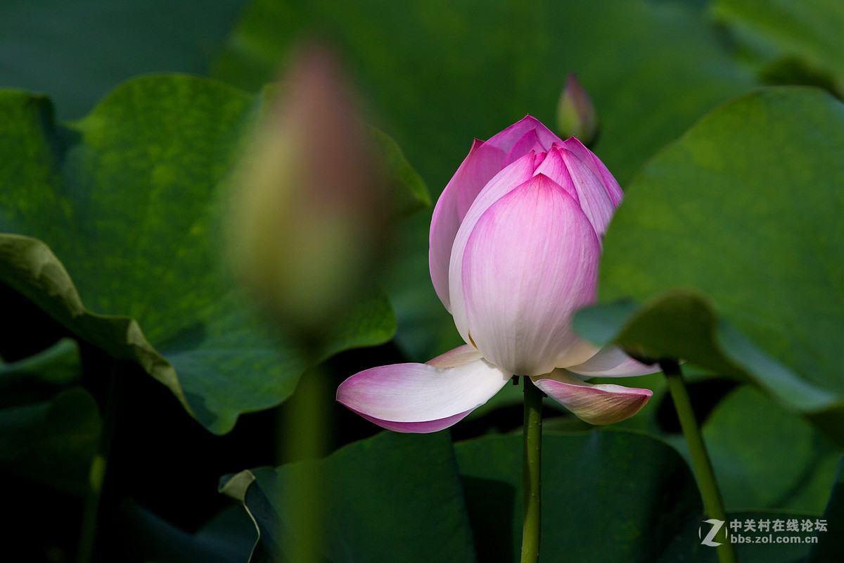 #佳能月赛-人与自然#--含苞待放