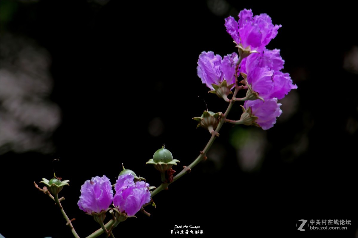 习作-花卉-紫薇花开