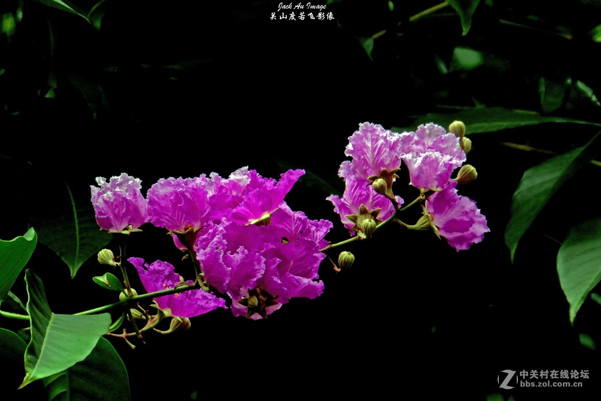 习作-花卉-紫薇花开