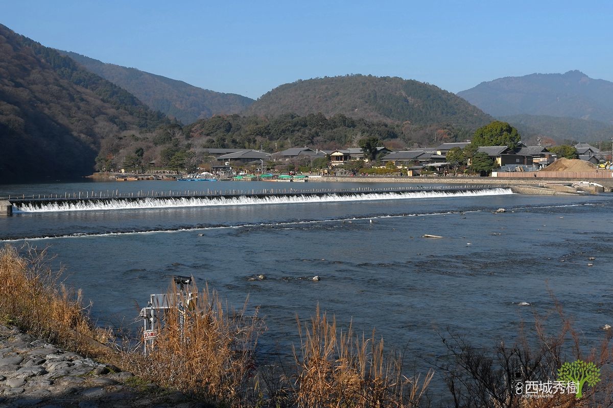 日本京都岚山风景区保津川丨渡月桥丨天龙寺丨修竹林