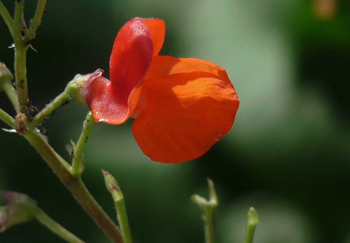 火红的豆角花祝众摄友五一节快乐