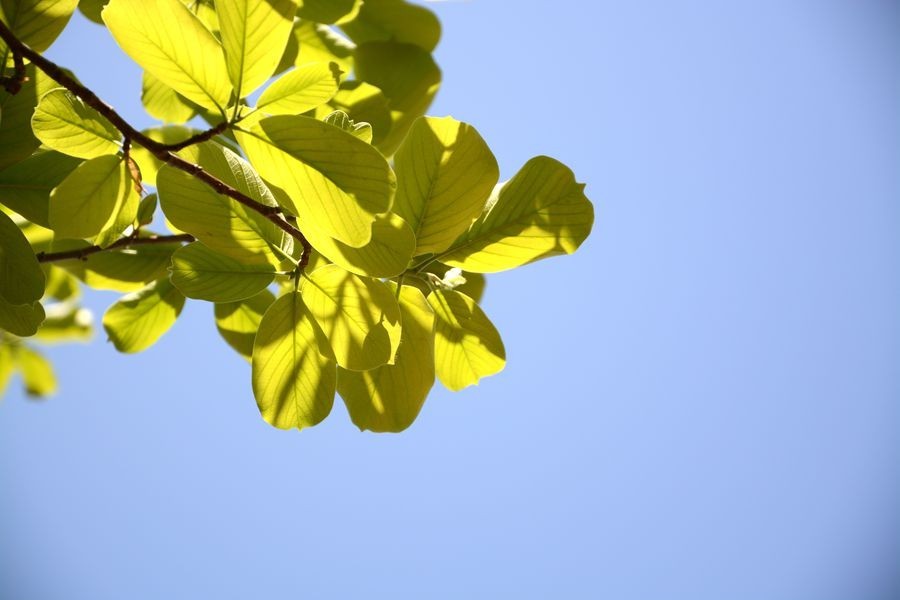 又一个春天的映像