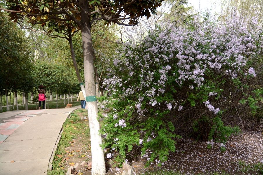 又一个春天的映像