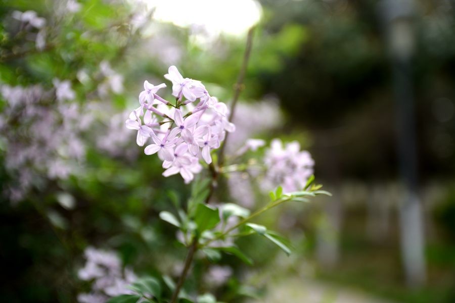 又一个春天的映像