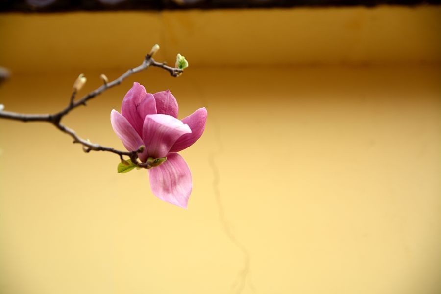 又一个春天的映像