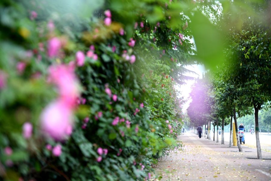 又一个春天的映像