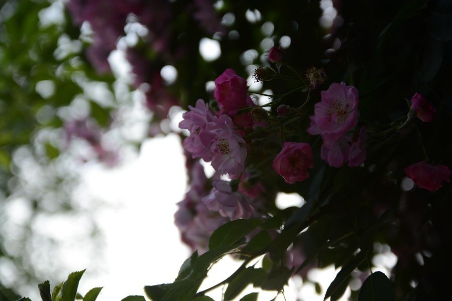 又一个春天的映像