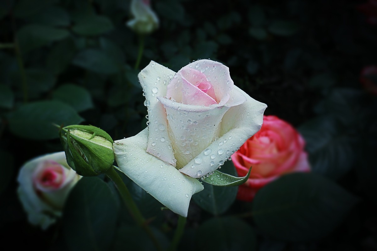 #版主坐堂#2018年4月份《承德》优秀作品选辑