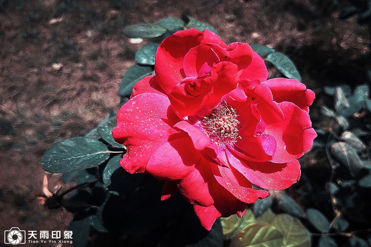 花中皇后——《月月红》