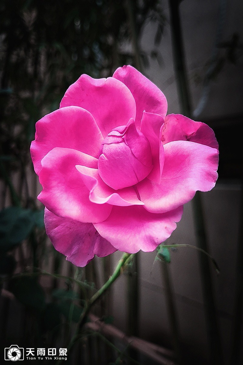 花中皇后——《月月红》