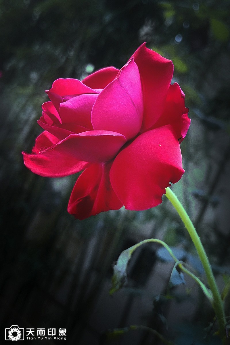 花中皇后——《月月红》