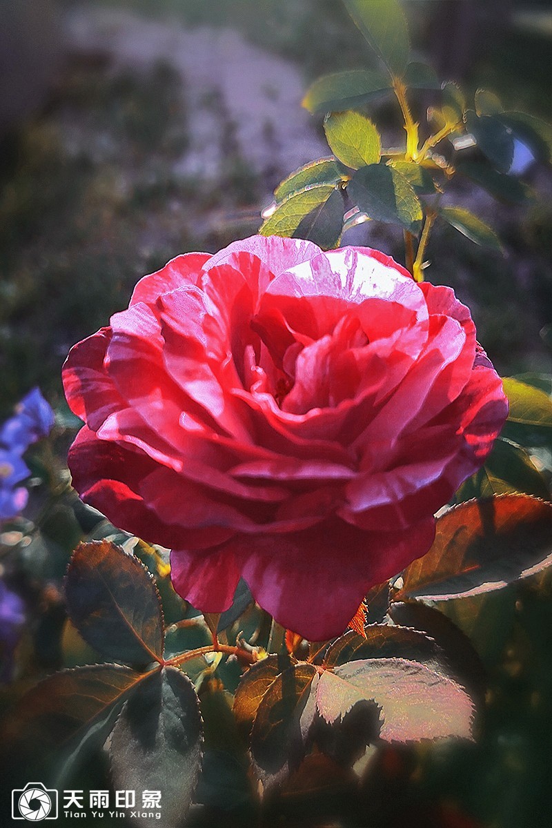 花中皇后——《月月红》