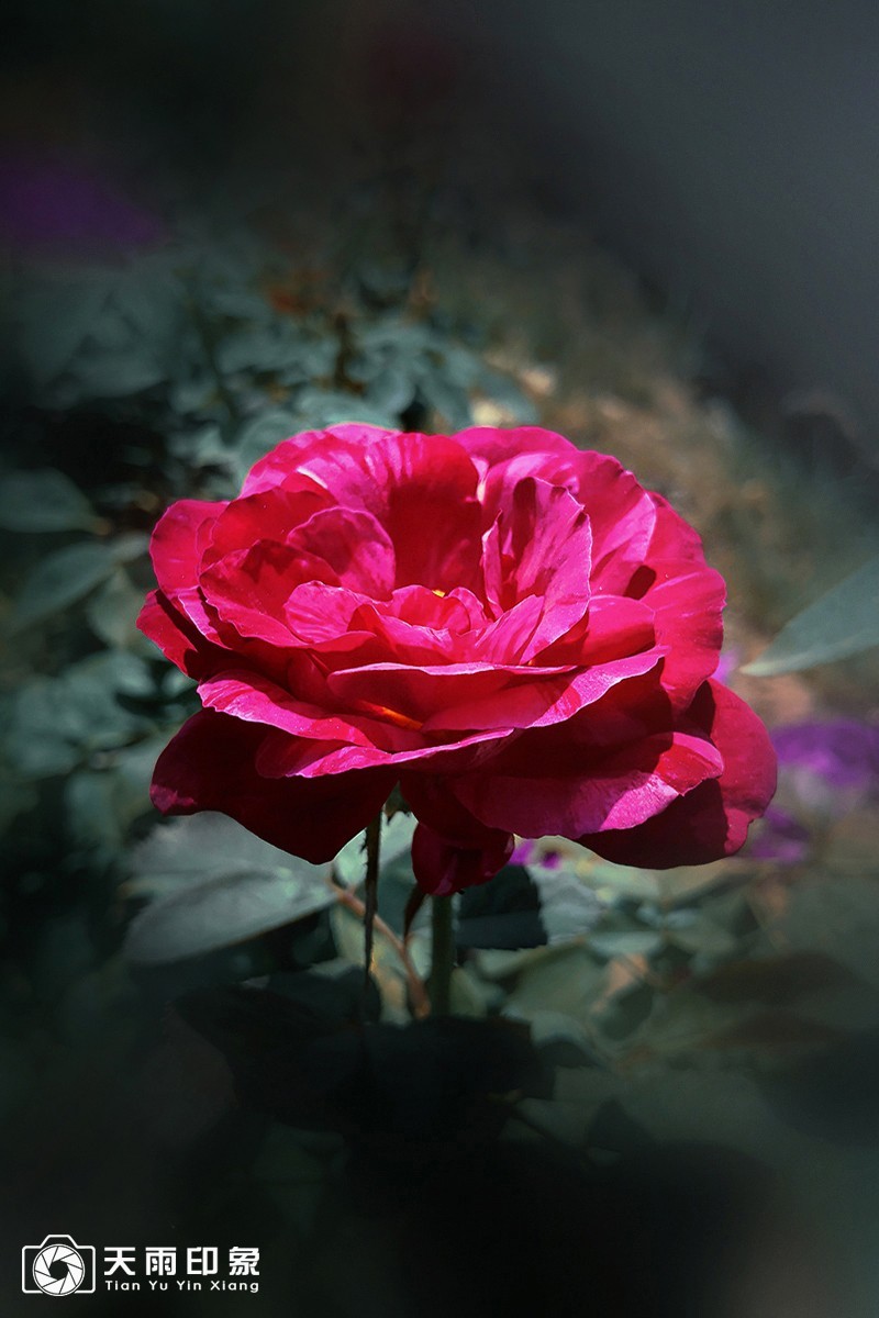 花中皇后——《月月红》