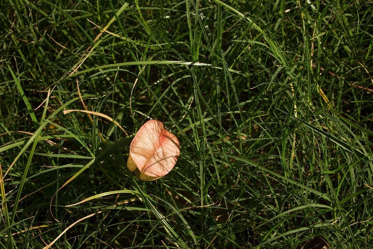 永诺50  1.4      秋    色