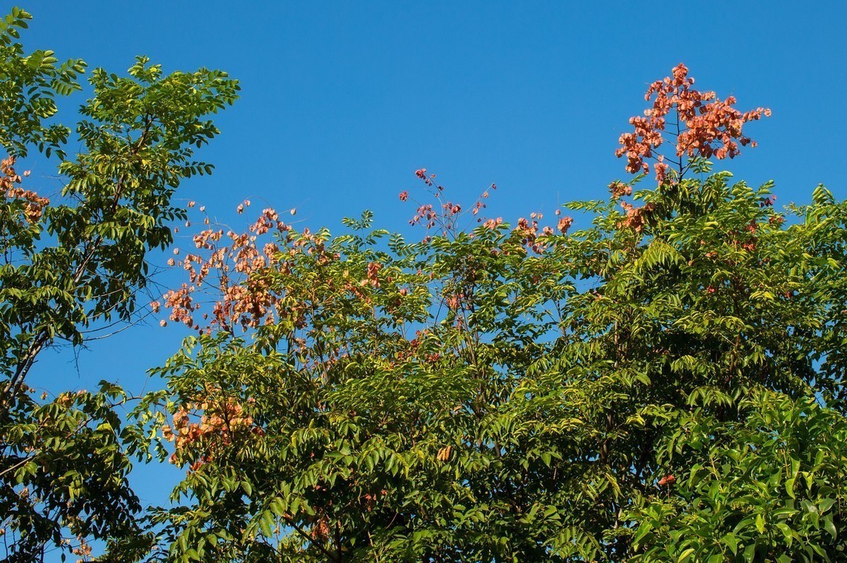 永诺50  1.4      秋    色