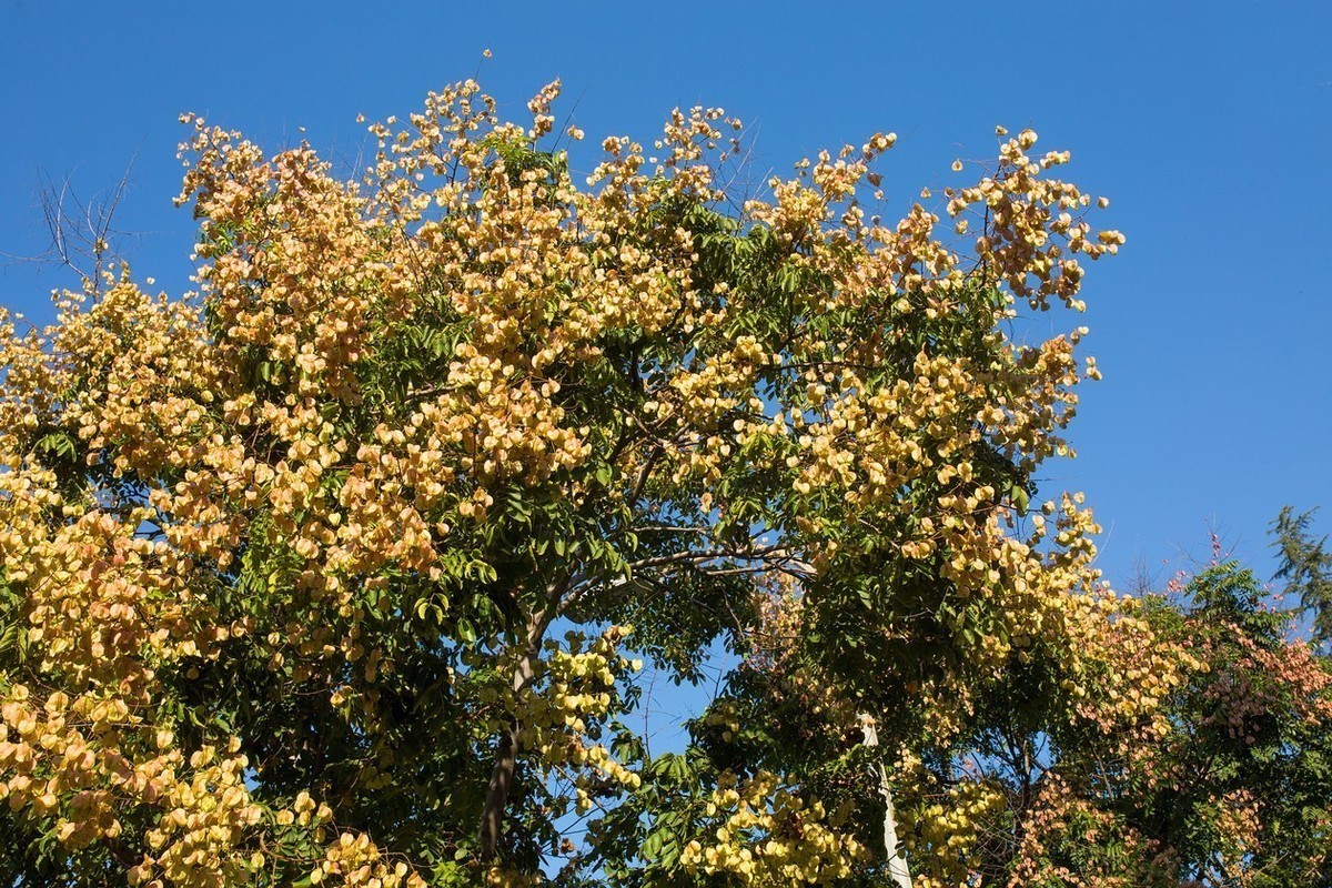 永诺50  1.4      秋    色