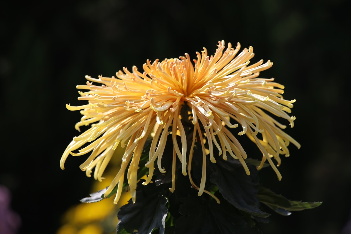 发几幅近期腾龙28-300照，供影友们切磋