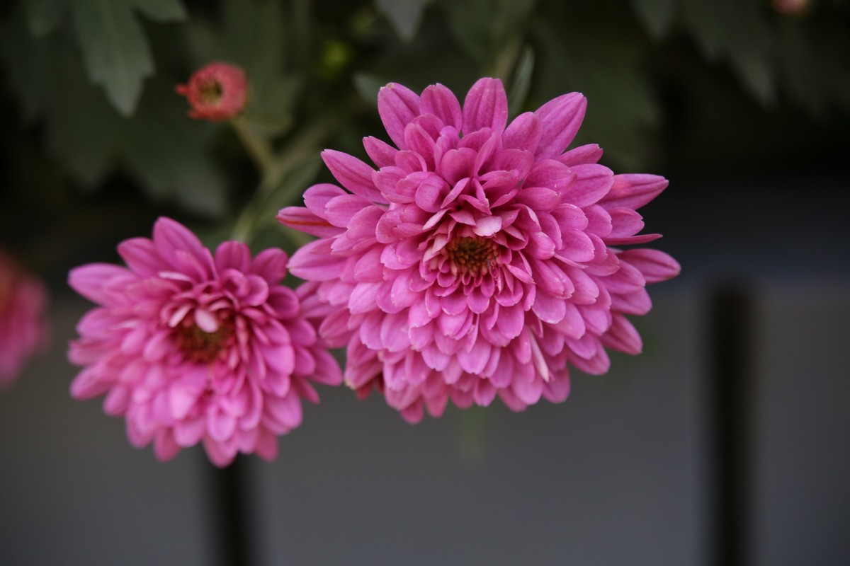 发几幅近期腾龙28-300照，供影友们切磋