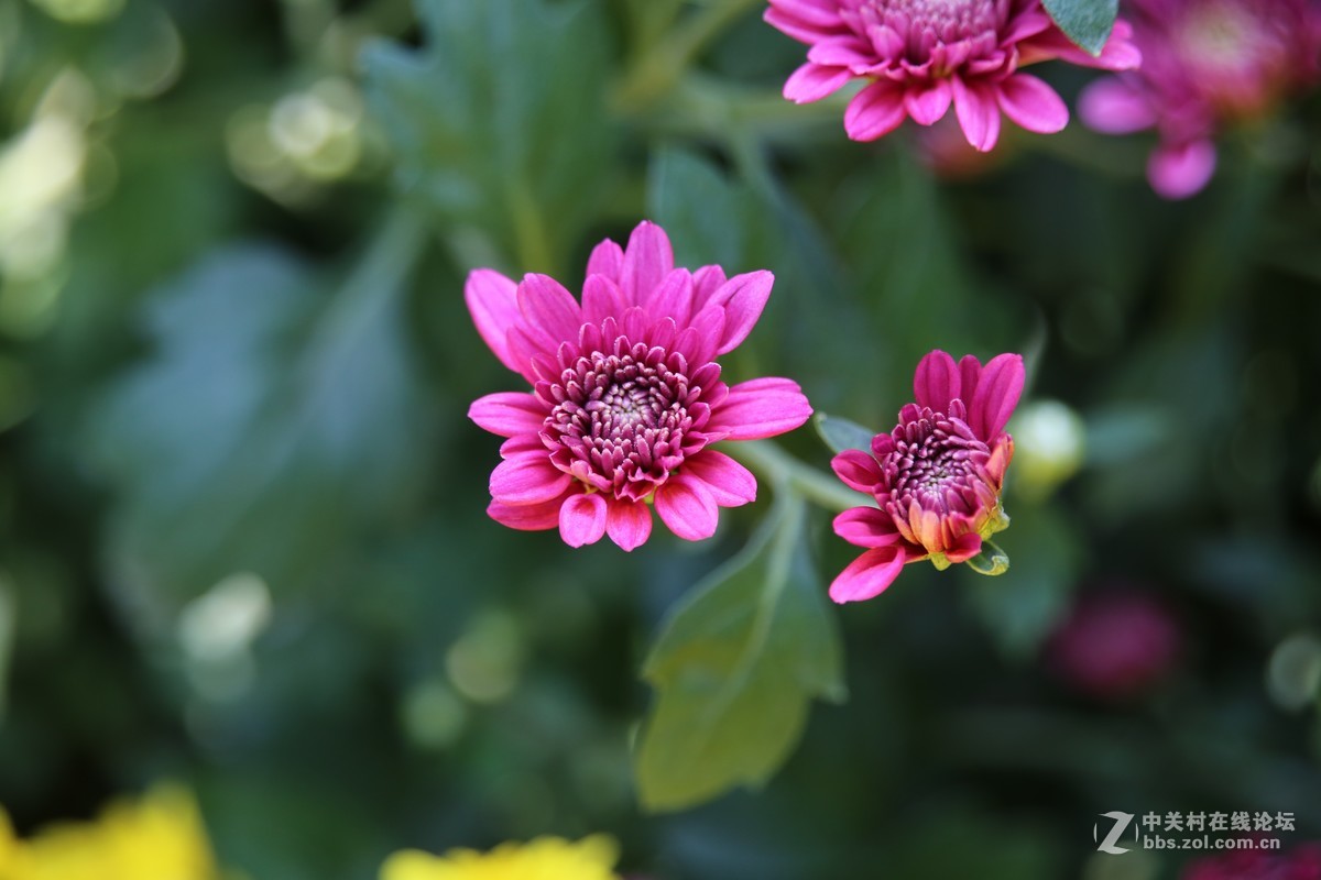 发几幅近期腾龙28-300照，供影友们切磋