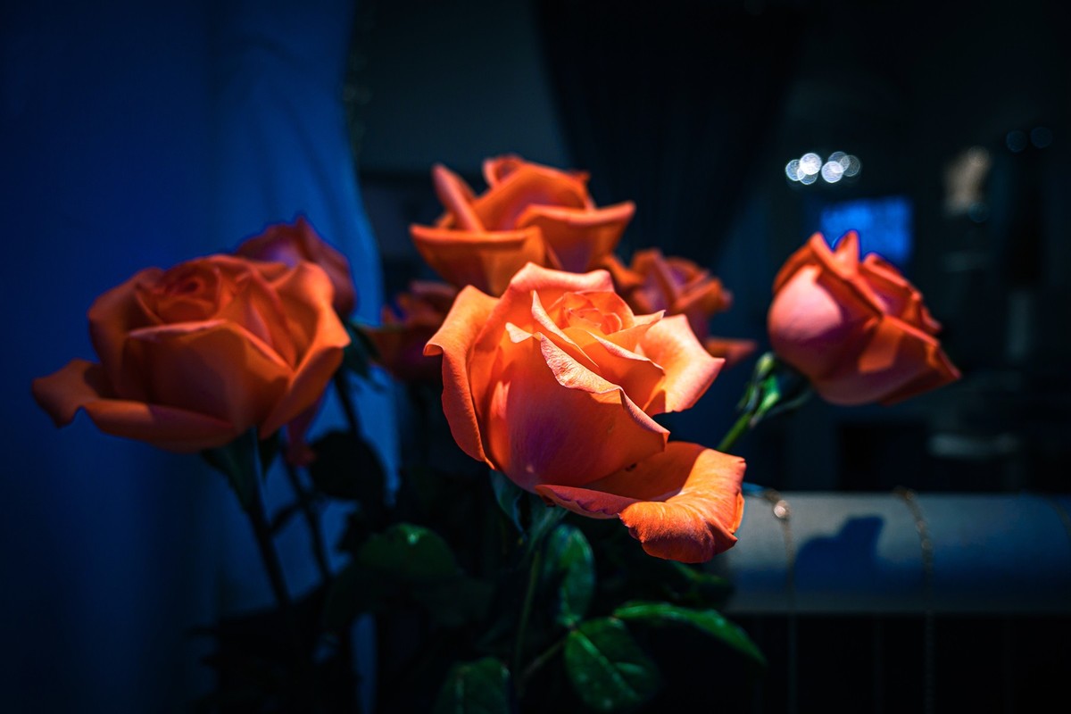 Z50套头拍小品，看F3.5的虚化。（ 附用户体验 ）