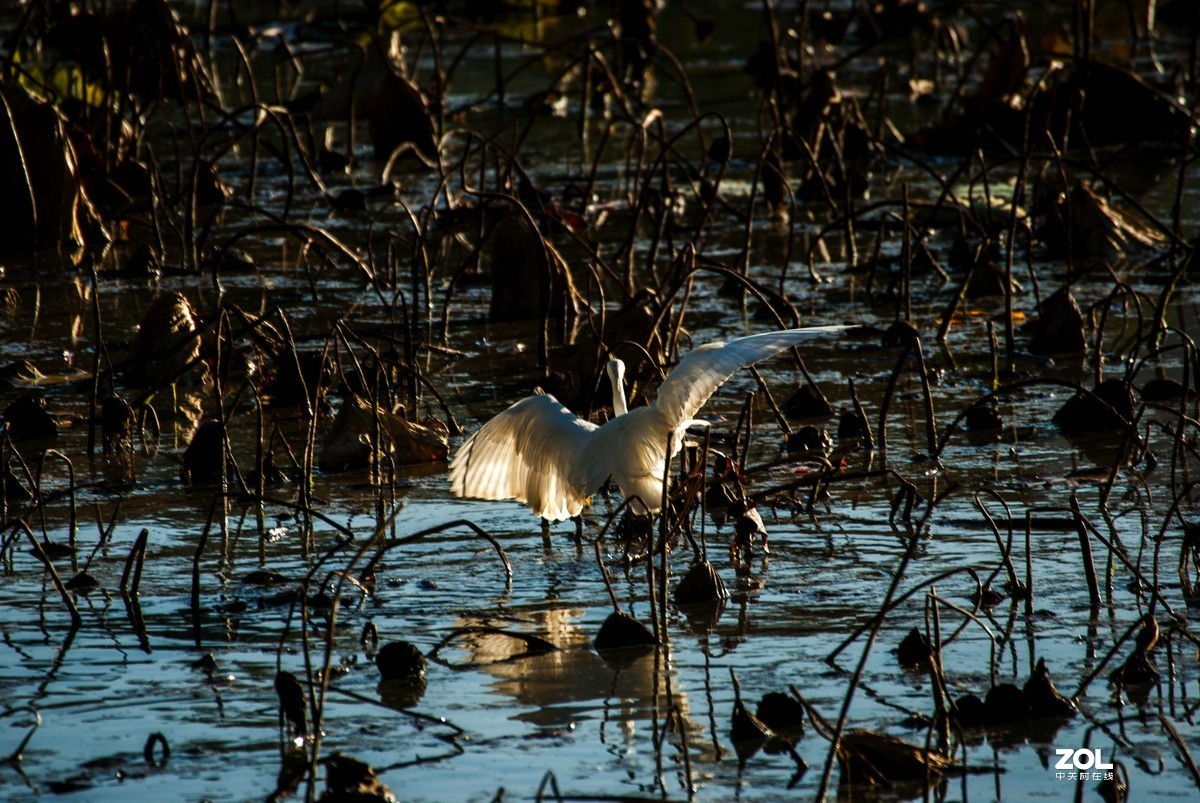 现在还有人用k200d拍照吗？