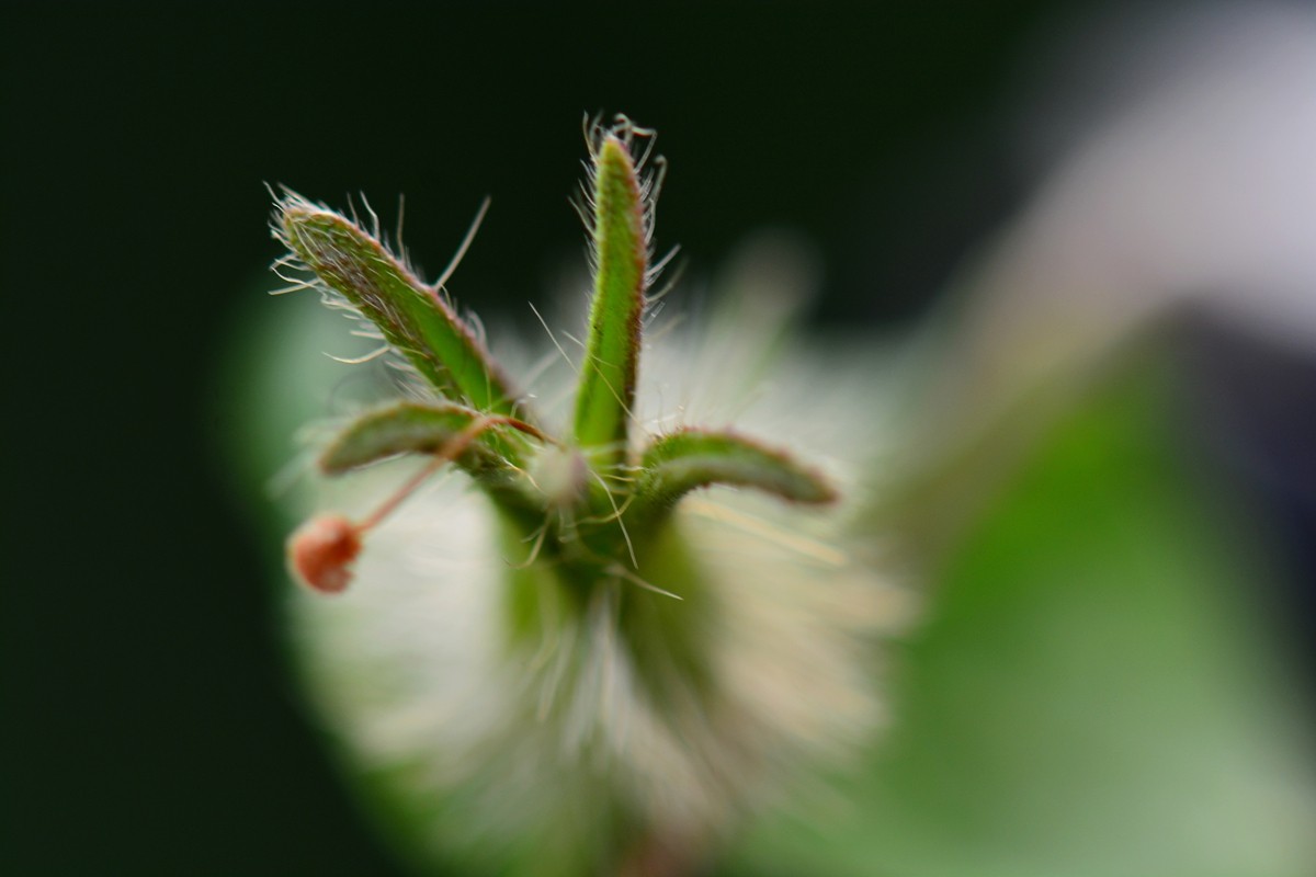 牵牛花枯萎的样子图片