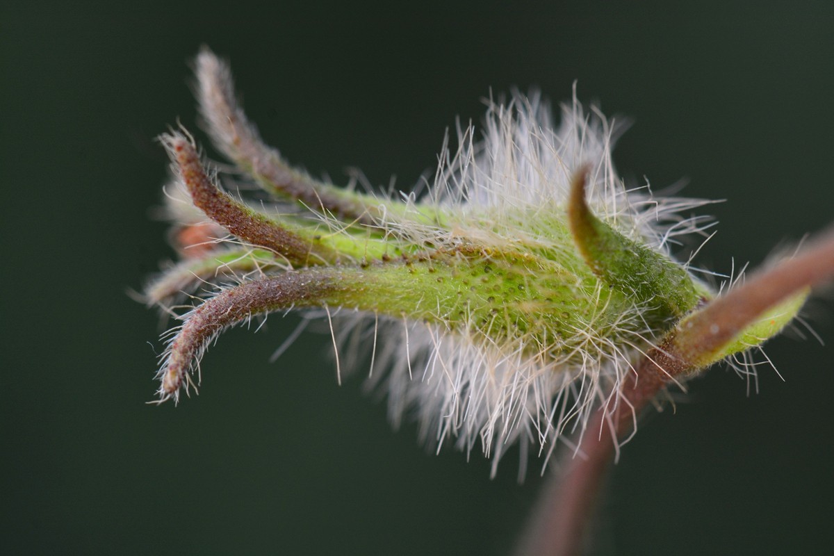 牵牛花枯萎的样子图片