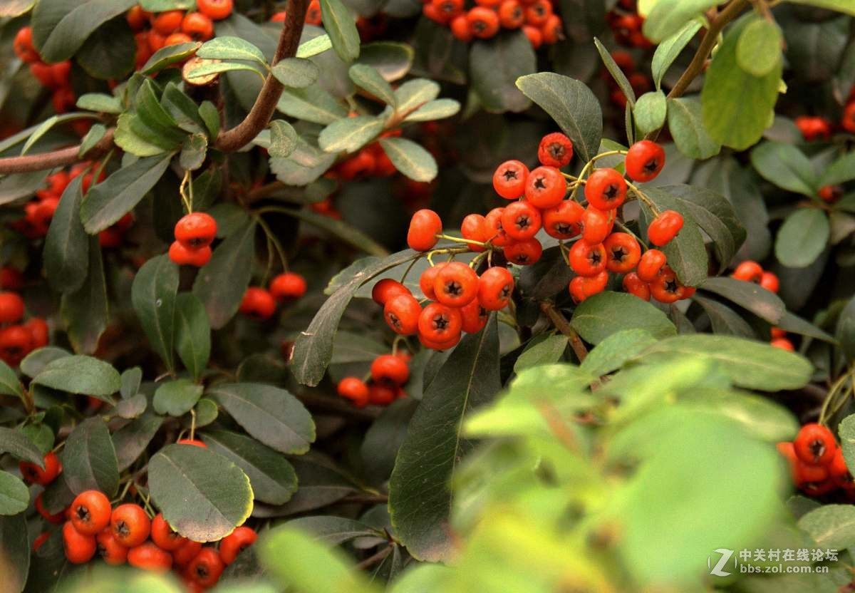 山裡的野果紅豔豔