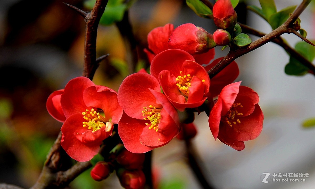 红海棠花大富贵2016027
