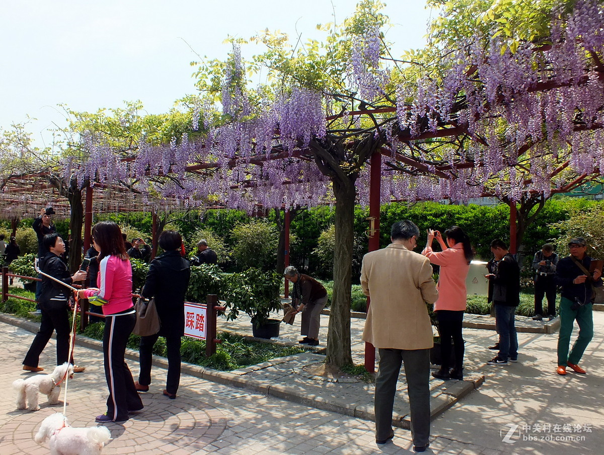 紀實實拍組圖紫藤花季2016年嘉定紫藤園之三